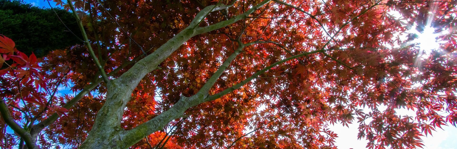 maple wood